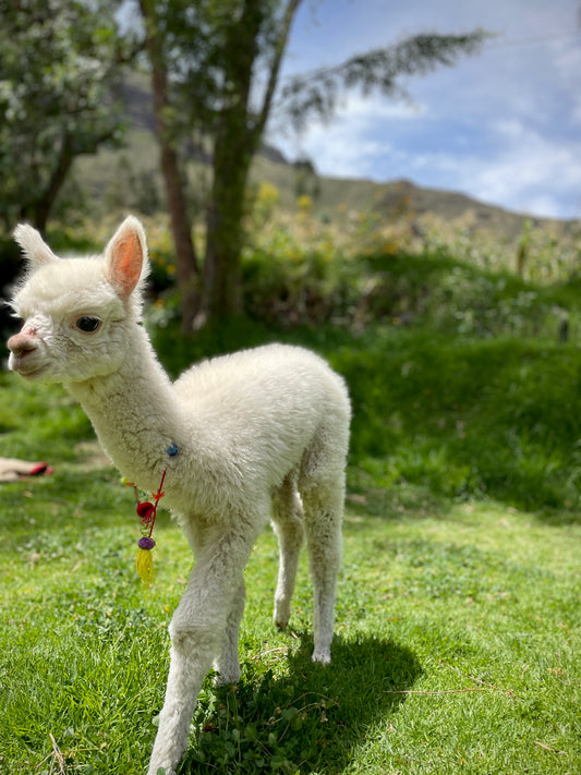 baby alpaca white