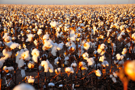 Cotton Field ready for Harvest